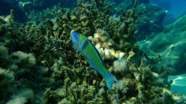 Süslü wrasse (Thalassoma pavo) denizaltı, Ege Denizi, Yunanistan, Halkidiki