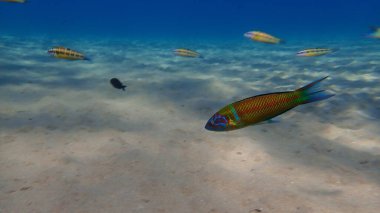 Süslü wrasse (Thalassoma pavo) denizaltı, Ege Denizi, Yunanistan, Halkidiki