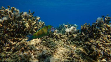 Süslü wrasse (Thalassoma pavo) denizaltı, Ege Denizi, Yunanistan, Halkidiki