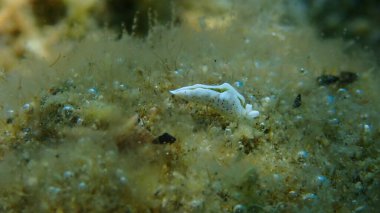Deniz salyangozu Timid Elysia (Elysia timida) yakın çekim sualtı, Ege Denizi, Yunanistan, Halkidiki