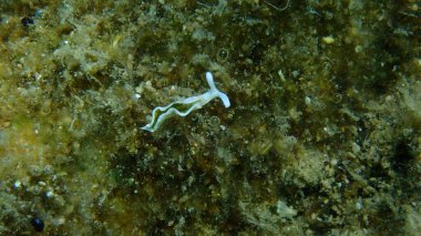 Deniz salyangozu Timid Elysia (Elysia timida) yakın çekim sualtı, Ege Denizi, Yunanistan, Halkidiki