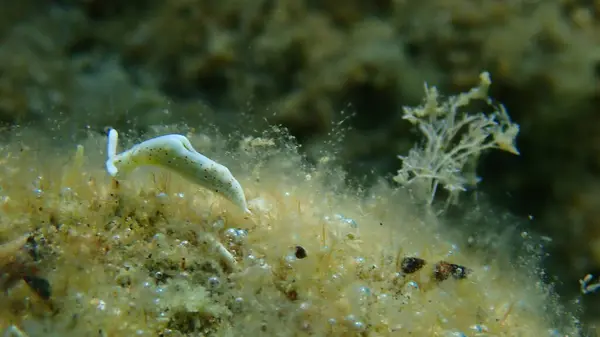 Meeresschnecke Timid Elysia Elysia Timida Aus Nächster Nähe Unterwasser Ägäis — Stockfoto