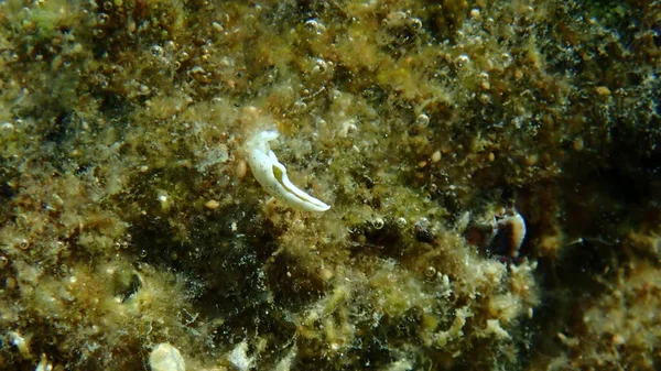 Sea Slug Timid Elysia Elysia Timida Close Undersea Aegean Sea — Stock Photo, Image