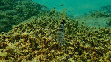 Boyanmış komando (Serranus scriba) denizaltı, Ege Denizi, Yunanistan, Halkidiki