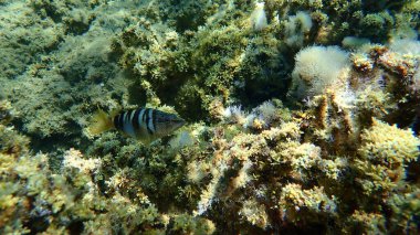 Boyanmış komando (Serranus scriba) denizaltı, Ege Denizi, Yunanistan, Halkidiki