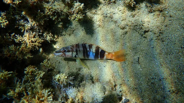 Painted Comber Serranus Scriba Undersea Aegean Sea Greece Halkidiki — Stock Photo, Image