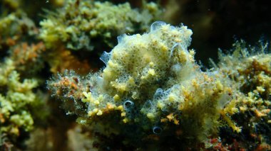 Kaplayan sömürge ascidiyan formu veya tunicate Diplosoma spongiforme yakın çekim sualtı, Ege Denizi, Yunanistan, Halkidiki