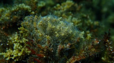 Kaplayan sömürge ascidiyan formu veya tunicate Diplosoma spongiforme yakın çekim sualtı, Ege Denizi, Yunanistan, Halkidiki