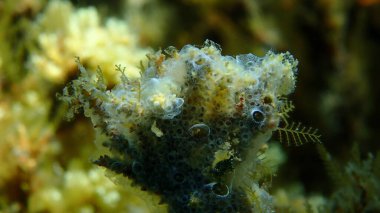 Kaplayan sömürge ascidiyan formu veya tunicate Diplosoma spongiforme yakın çekim sualtı, Ege Denizi, Yunanistan, Halkidiki