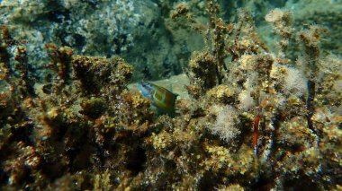 Süslü wrasse (Thalassoma pavo) denizaltı, Ege Denizi, Yunanistan, Halkidiki