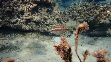 Doğu Atlantik tavus kuşu wrasse (Symphodus tinca) denizaltı, Ege Denizi, Yunanistan, Halkidiki