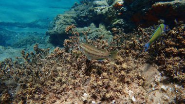 Doğu Atlantik tavus kuşu wrasse (Symphodus tinca) denizaltı, Ege Denizi, Yunanistan, Halkidiki