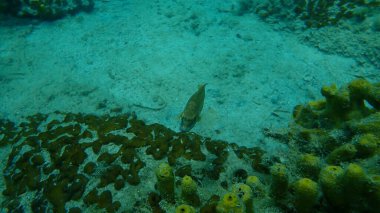 Doğu Atlantik tavus kuşu wrasse (Symphodus tinca) denizaltı, Ege Denizi, Yunanistan, Halkidiki