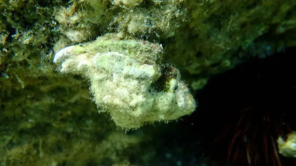 Sea snail trunculus murex or banded murex, trunk murex, banded dye-murex (Hexaplex trunculus) undersea, Aegean Sea, Greece, Halkidiki