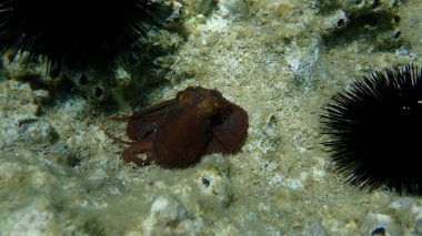 Ortak ahtapot (Octopus vulgaris) denizaltı, Ege Denizi, Yunanistan, Halkidiki