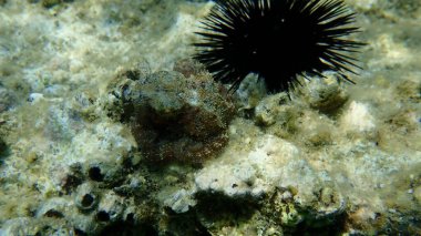 Ortak ahtapot (Octopus vulgaris) denizaltı, Ege Denizi, Yunanistan, Halkidiki