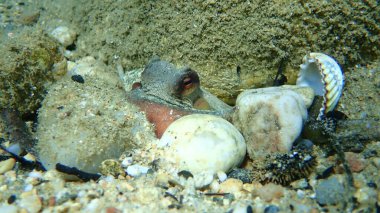 Ortak ahtapot (Octopus vulgaris) denizaltı, Ege Denizi, Yunanistan, Halkidiki