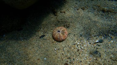Karadeniz deniz kestanesi (Arbacia lixula) deniz altı, Ege Denizi, Yunanistan, Halkidiki