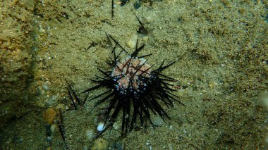 Karadeniz deniz kestanesi (Arbacia lixula) deniz altı, Ege Denizi, Yunanistan, Halkidiki