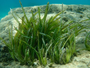Deniz altı, Ege Denizi, Yunanistan, Halkidiki