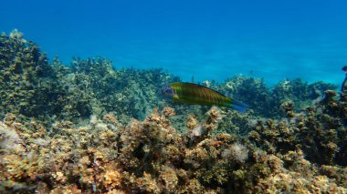 Süslü wrasse (Thalassoma pavo) denizaltı, Ege Denizi, Yunanistan, Halkidiki