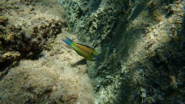 Süslü wrasse (Thalassoma pavo) denizaltı, Ege Denizi, Yunanistan, Halkidiki