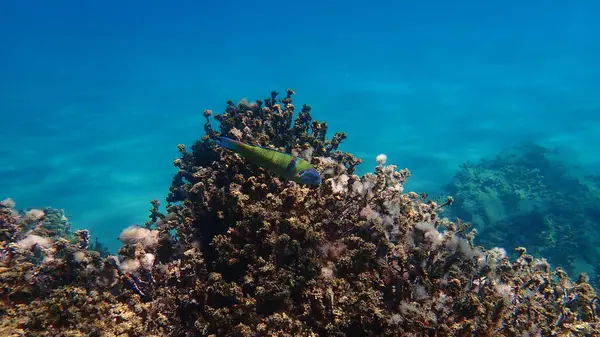 Süslü wrasse (Thalassoma pavo) denizaltı, Ege Denizi, Yunanistan, Halkidiki