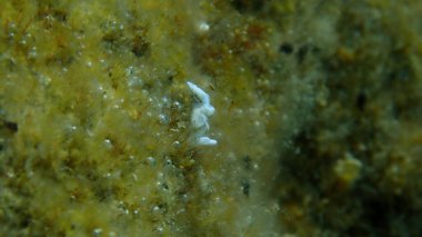 Deniz salyangozu Timid Elysia (Elysia timida) yakın çekim sualtı, Ege Denizi, Yunanistan, Halkidiki