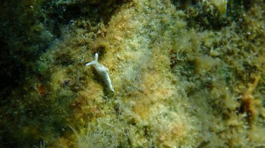 Deniz salyangozu Timid Elysia (Elysia timida) yakın çekim sualtı, Ege Denizi, Yunanistan, Halkidiki