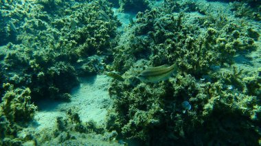 Doğu Atlantik tavus kuşu wrasse (Symphodus tinca) denizaltı, Ege Denizi, Yunanistan, Halkidiki