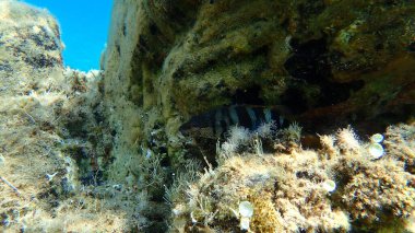 Boyanmış komando (Serranus scriba) denizaltı, Ege Denizi, Yunanistan, Halkidiki