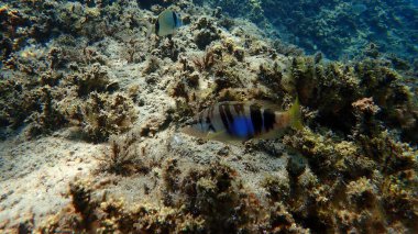 Boyanmış komando (Serranus scriba) denizaltı, Ege Denizi, Yunanistan, Halkidiki