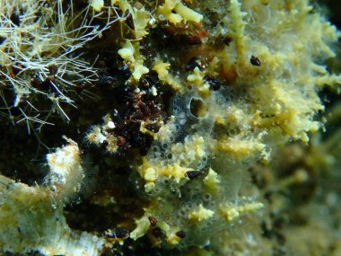 Kaplayan sömürge ascidiyan formu veya tunicate Diplosoma spongiforme yakın çekim sualtı, Ege Denizi, Yunanistan, Halkidiki