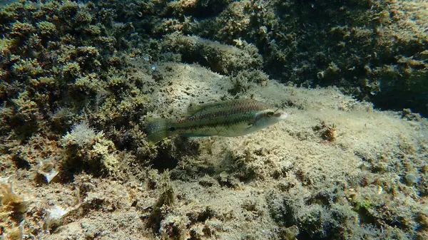 Doğu Atlantik tavus kuşu wrasse (Symphodus tinca) denizaltı, Ege Denizi, Yunanistan, Halkidiki