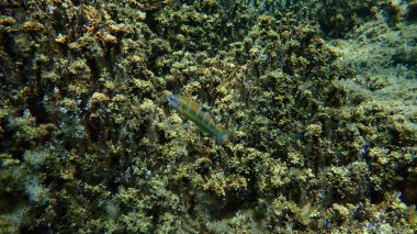 Süslü wrasse (Thalassoma pavo) denizaltı, Ege Denizi, Yunanistan, Halkidiki