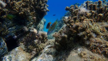 Süslü wrasse (Thalassoma pavo) denizaltı, Ege Denizi, Yunanistan, Halkidiki