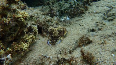 Denizaltı, Ege Denizi, Yunanistan, Halkidiki