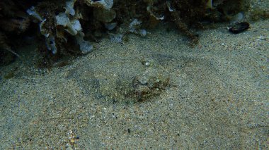 Denizaltı, Ege Denizi, Yunanistan, Halkidiki