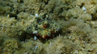 Güney istiridye matkabı (Stramonita haemastoma) deniz altı, Ege Denizi, Yunanistan, Halkidiki