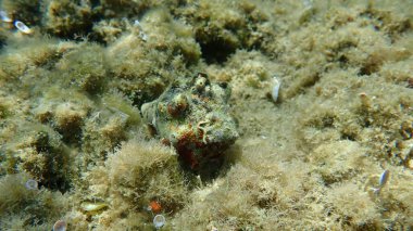 Güney istiridye matkabı (Stramonita haemastoma) deniz altı, Ege Denizi, Yunanistan, Halkidiki
