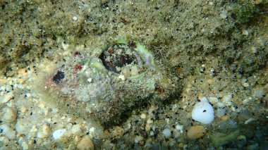 Deniz salyangozu trunculus murex veya bant murex, bagaj murex, bantlı boya-murex (Hexaplex trunculus) deniz altı, Ege Denizi, Yunanistan, Halkidiki