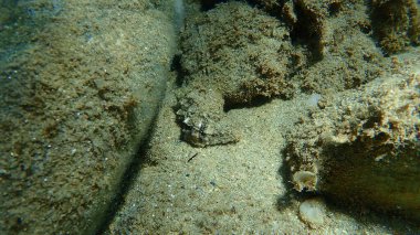 Deniz salyangozu trunculus murex veya bant murex, bagaj murex, bantlı boya-murex (Hexaplex trunculus) deniz altı, Ege Denizi, Yunanistan, Halkidiki