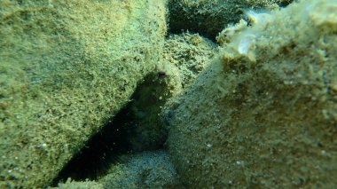 Ortak ahtapot (Octopus vulgaris) denizaltı, Ege Denizi, Yunanistan, Halkidiki