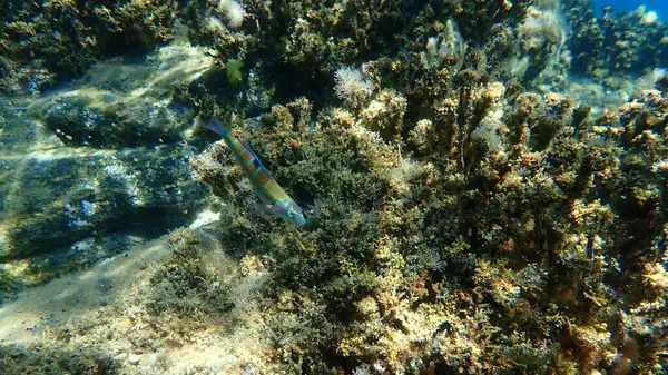 Süslü wrasse (Thalassoma pavo) denizaltı, Ege Denizi, Yunanistan, Halkidiki