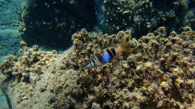 Boyanmış komando (Serranus scriba) denizaltı, Ege Denizi, Yunanistan, Halkidiki