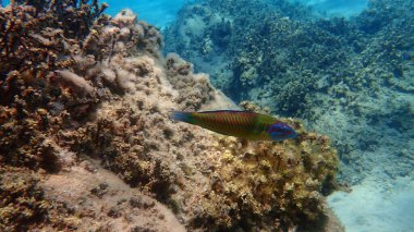 Süslü wrasse (Thalassoma pavo) denizaltı, Ege Denizi, Yunanistan, Halkidiki