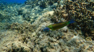 Süslü wrasse (Thalassoma pavo) denizaltı, Ege Denizi, Yunanistan, Halkidiki