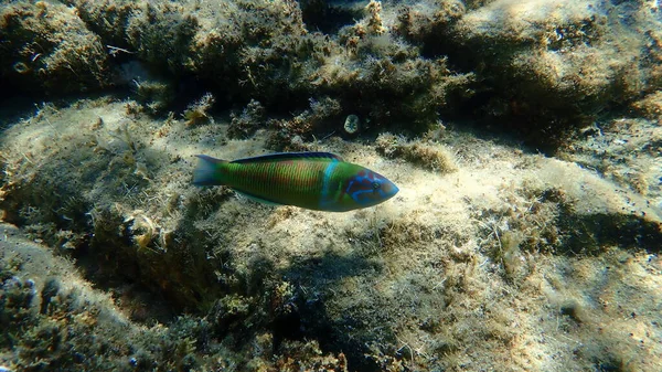 Süslü wrasse (Thalassoma pavo) denizaltı, Ege Denizi, Yunanistan, Halkidiki