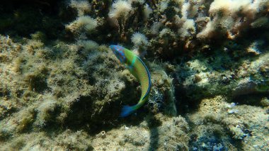Süslü wrasse (Thalassoma pavo) denizaltı, Ege Denizi, Yunanistan, Halkidiki