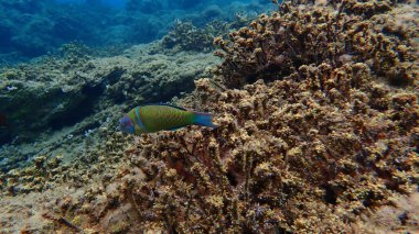 Süslü wrasse (Thalassoma pavo) denizaltı, Ege Denizi, Yunanistan, Halkidiki